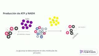 Metabolismo aerobio y anaerobio [upl. by Adahs]