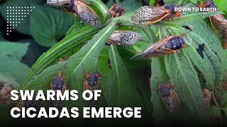 The emergence of cicadas in 2024 will rewire ecosystems [upl. by Kuhlman707]