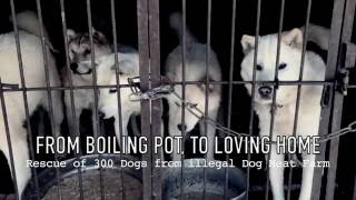 Rescue of 300 Dogs From Dog Meat Farm Nami Kim SaveKoreanDogsorg [upl. by Aitsirt]