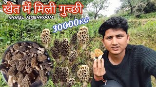 Gucchi mushroom 😍 Would Most Expensive Mushroom gucchi  MaDaN ThakuR VineS [upl. by Cogan]