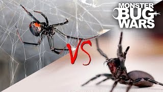 Spider vs Spider Showdowns 15  MONSTER BUG WARS [upl. by Jacquelin]