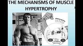 The Science of Muscle Hypertrophy  How the Muscles Grow Part II [upl. by Naharba476]