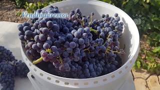 Como hacer vino tinto por maceracion carbonica Resumen [upl. by Maudie]