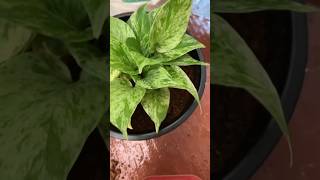 Repotting pothos repoting pothos moneyplant shortfeedyoutube viralshorts pothospropagation [upl. by Papst]