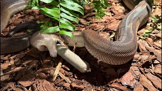 Why are our snakes eating SAUSAGES NEW REPTILE ROOM [upl. by Dusen]