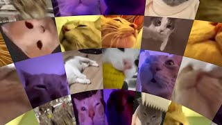 Cats Vibing in Virtual Reality 360° Video [upl. by Kcirdorb]