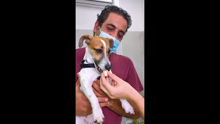 MinÃ¹ la PRIMA VOLTA dal veterinario  iBarbari shorts [upl. by Wexler]