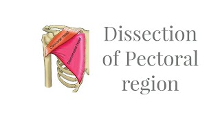 Dissection Muscles of Pectoral region [upl. by Yerffoej]