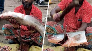 Giant Wallago Attu Fish Cutting Alive  Huge Boal Cutting in Fish Market 4K Video  Big Fish Cutting [upl. by Sivia]