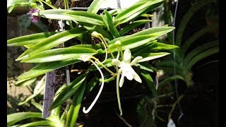 Vanda falcata Neofinetia falcata  dendrobium tannii amp anggrek vanda hybrid [upl. by Oxley]