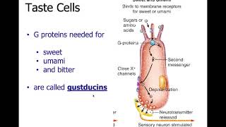 Physiology Ch 10 Sensory Part 1 Taste gustation and Smell olfaction [upl. by Tound857]