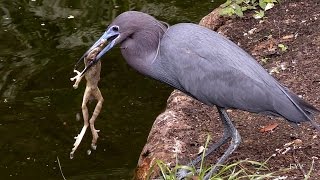 Heron Eats Frog FYV [upl. by Kilam863]