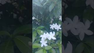 CRAPE JASMINE also known as pinwheel flower a species of MILKWOOD flower plants youtubeshorts [upl. by Groos]