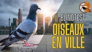 Estu capable de reconnaître le CHANT des OISEAUX DES VILLES [upl. by Nnaeirb]