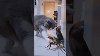 curious cat played with crab😄 cat shortvideo cute funny short funnyvideo [upl. by Anivek531]