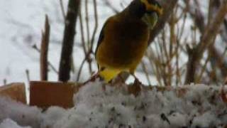 Oiseaux Sitelle Gros Bec errant Mésange Pic mineur [upl. by Nickles152]