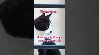 Que significa el ronroneo 🐾 mitossobregatos gatos gato cat shorts cuidadodegatos [upl. by Rusert]