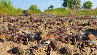 remarkable snail and crab catching the day a man caught a lot of crabs and snails [upl. by Spevek]