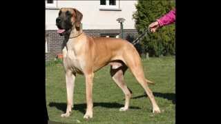 Great Dane Dion von Nonius Deutsche Dogge Dion von Nonius [upl. by Apilef]