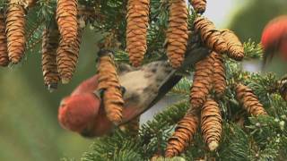 How Nature Works Whitewinged Crossbill Feeding Technique [upl. by Adlig]