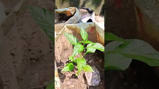 Chilli Plants For Home Garden chilliplants homegardenideas homefarming homeplantation garden [upl. by Riegel]