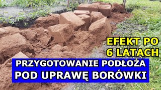 Przygotowanie Podłoża pod Borówkę  EFEKT PO 6 LATACH Uprawa Borówki amerykańskiej Wspaniały Efekt [upl. by Evangelist]