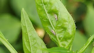 Paratrioza en chile de agua Bactericera cockerelli🫑🦟🦟🌱🌱🌄🌄🫑 [upl. by Ashlin954]