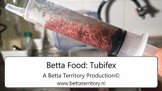 Betta Food Tubifex [upl. by Rotman503]