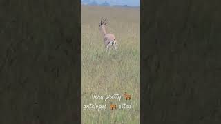 Most Gorgeous Antelope 🦌 EVER 🤩Thomson Gazelle Is The 💥BEST💥  BeautifulNature [upl. by Timrek989]