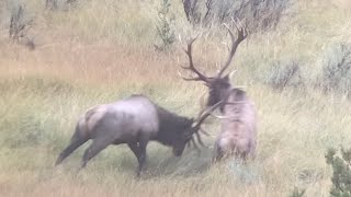 GREATEST ELK FIGHT EVER  Memory of a lifetime [upl. by Krm]