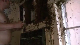 Honey Bee Hive removal Exposed Hive indoors by Luis Slayton of Bee Strong Honey and Bee Removal 10 [upl. by Vizzone]