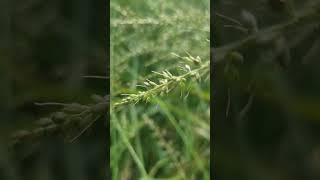 사초과 피속屬 학명 Echinochloa 에키노클로아은 벼과의 속이다30여 종이 전 세계에 널리 분포하며한국에서 자생하는 종은 피논피돌피대만피 4종이다 [upl. by Birkett]