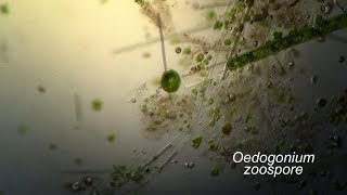 OEDOGONIUM zoospore flagella [upl. by Christa]