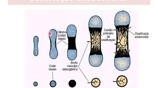 Tecido Ósseo parte 04 mecanismos de ossificação [upl. by Hildebrandt77]