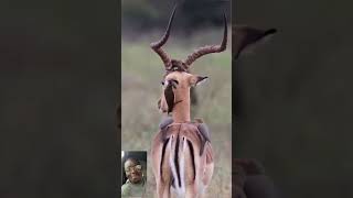 WHEN OXPECKER ENJOYING FROM THE ANTELOPE [upl. by Klatt26]