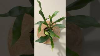 My first staghorn fern mount 🌱 plants new decoration shorts moss craft [upl. by Neeron]