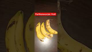 Banana is a parthenocarpic fruits botany neet shorts [upl. by Kovar]