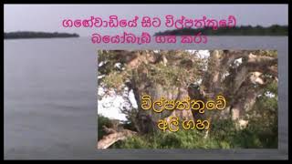 BaobabTrees in Sri Lanka  Gange Wadiya  Wilpattu National Park [upl. by Acinehs222]