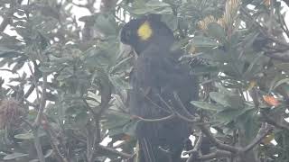 Yellowtailed Black Cockatoo eating Banksia nuts [upl. by Heilner]