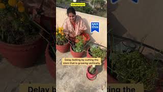 Plants mein bolting kise kehte hain  Terrace Garden  Never Give Up shorts [upl. by Hgielhsa]