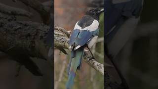 Meet the Stunning RedBilled Blue Magpie [upl. by Saretta225]