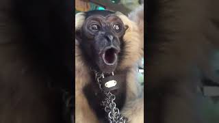 whooping gibbon meme [upl. by Muffin]