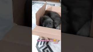 Beware of cats in a box 😁😁 trend yt ytshortsvideo cats kitty videoviral [upl. by Velda]