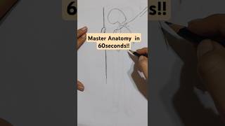 Master Anatomy in 60seconds  02 shortvideo art drawing shorts [upl. by Lehman174]