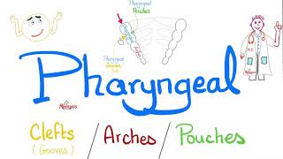 Pharyngeal Arches Pouches and Clefts Grooves  Branchial Apparatus  Embryology [upl. by Marja]