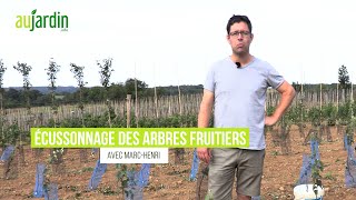 ÉCUSSONNAGE dun ARBRE FRUITIER poirier🍐Comment RÉUSSSIR la GREFFE en ÉCUSSON [upl. by Wolfgram]