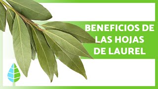 Para qué SIRVEN las HOJAS de LAUREL 🌿 Propiedades Beneficios y Cómo Tomarla [upl. by Ynffit826]