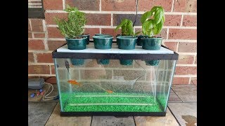 My DIY Aquaponics Aquarium Project [upl. by Krahmer]