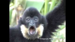 Gibbon Call [upl. by Galina292]