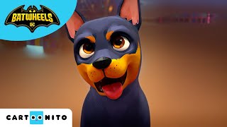 Meet Batmans Puppy  Batwheels  cartoonito  Kids Videos  Cartoons for Kids [upl. by Jacques]